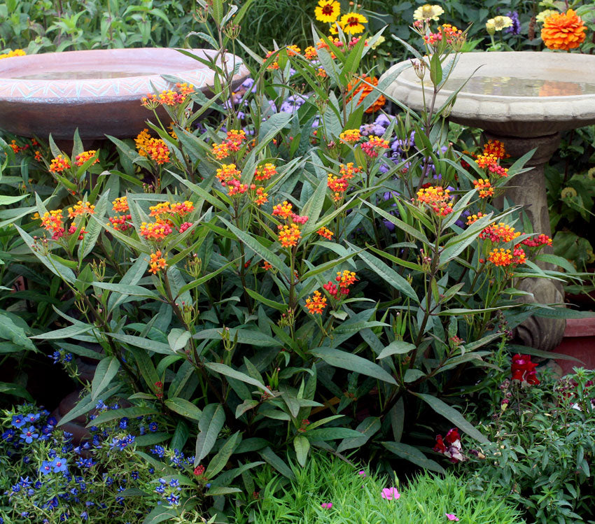 Asclepias curassavica (blood flower)