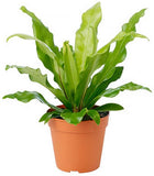 asplenium antiquum (Japanese Bird's-Nest Fern)