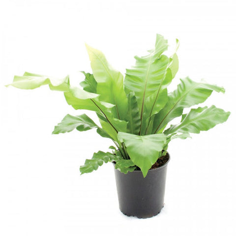 bird's nest fern buy online asplenium antiquum (Japanese Bird's-Nest Fern) – Bastana Online Gardens