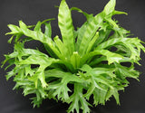 أسبيلينيوم نوديس- النباتات السرخسية - مركن قطر 12 سم 