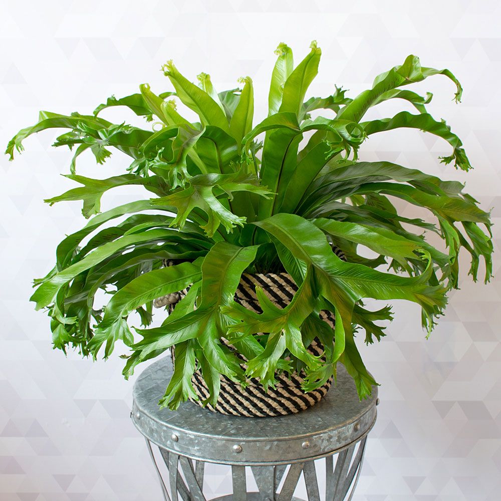 Asplenium nidus (Bird's Nest Fern)