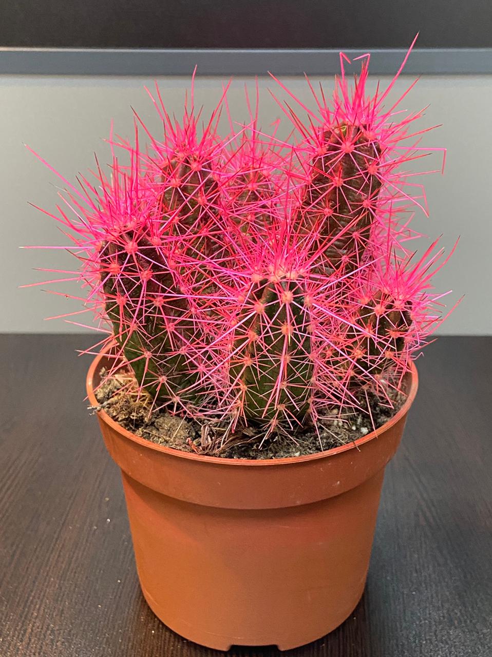 Arrojadoa theunisseniana (pink)