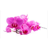 Baby orchid - Orchidaceae (  الأوركيد )