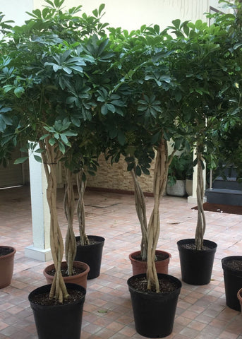 dracaena ficus schefflera XXL-Schefflera braided – Bastana Online Gardens