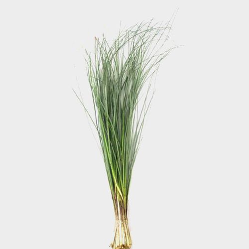 Xerophyllum tenax-Bear grass greenery