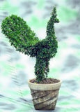 Carmona retusa (Philippine tea tree)-Artistic Peacock shape