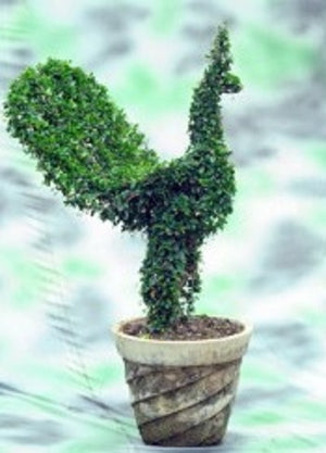 Carmona retusa (Philippine tea tree)-Artistic Peacock shape