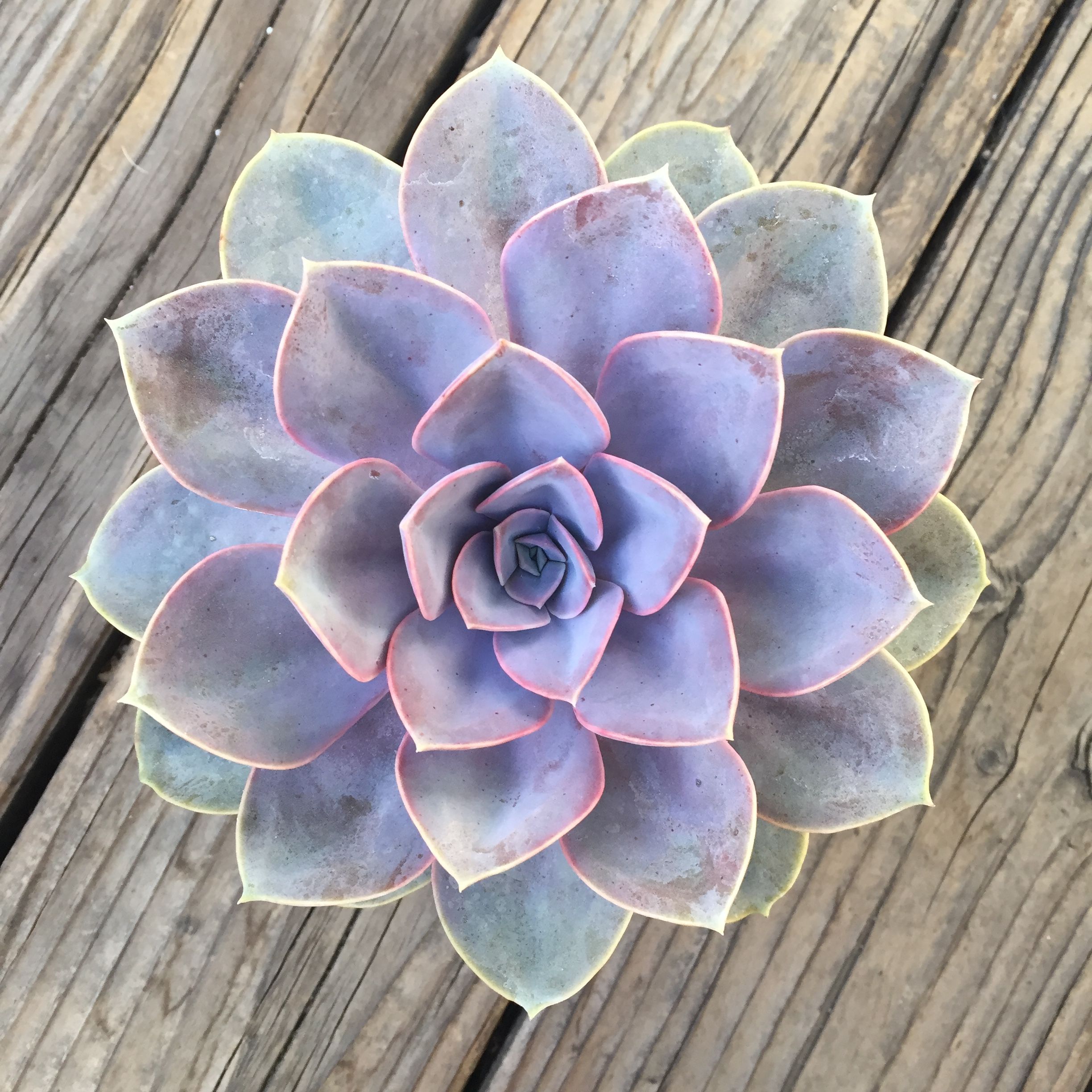 Echeveria succulents