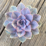 Echeveria succulents