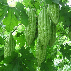 بذور القرع المر البنغالي - بذور خضروات ثمرية من العائلة القرعية 