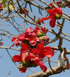 Bombax malabaricum (Silk cotton tree)