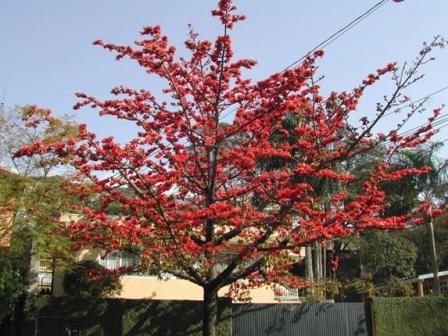 Bombax malabaricum (Silk cotton tree)