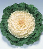 Brassica Oleracea Var. Acephala (Ornamental Cabbage)- Annual