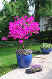 Bougainvillia (XL size)