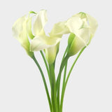 Zantedeschia sp. Calla Lily -arum lily