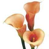 Zantedeschia sp. Calla Lily -arum lily