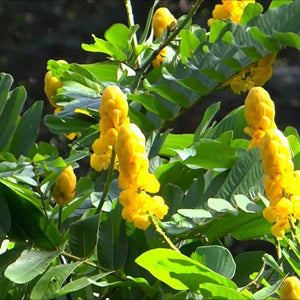 كاسيا الاتا - شجرة  الشمعدان الأصفر- قرفة صفراء