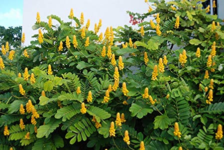 Cassia alata (candle bush)