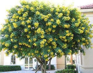 Cassia surattensis (Golden senna- Singapore shower- Sunshine tree)