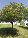Cassia surattensis (Golden senna- Singapore shower- Sunshine tree)