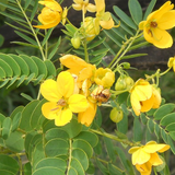 Cassia surattensis (Golden senna- Singapore shower- Sunshine tree)