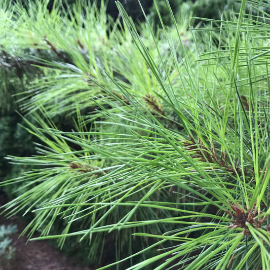 Casuarina equisetifolia  (The Australian pine tree)