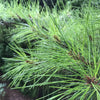 Casuarina equisetifolia  (The Australian pine tree)