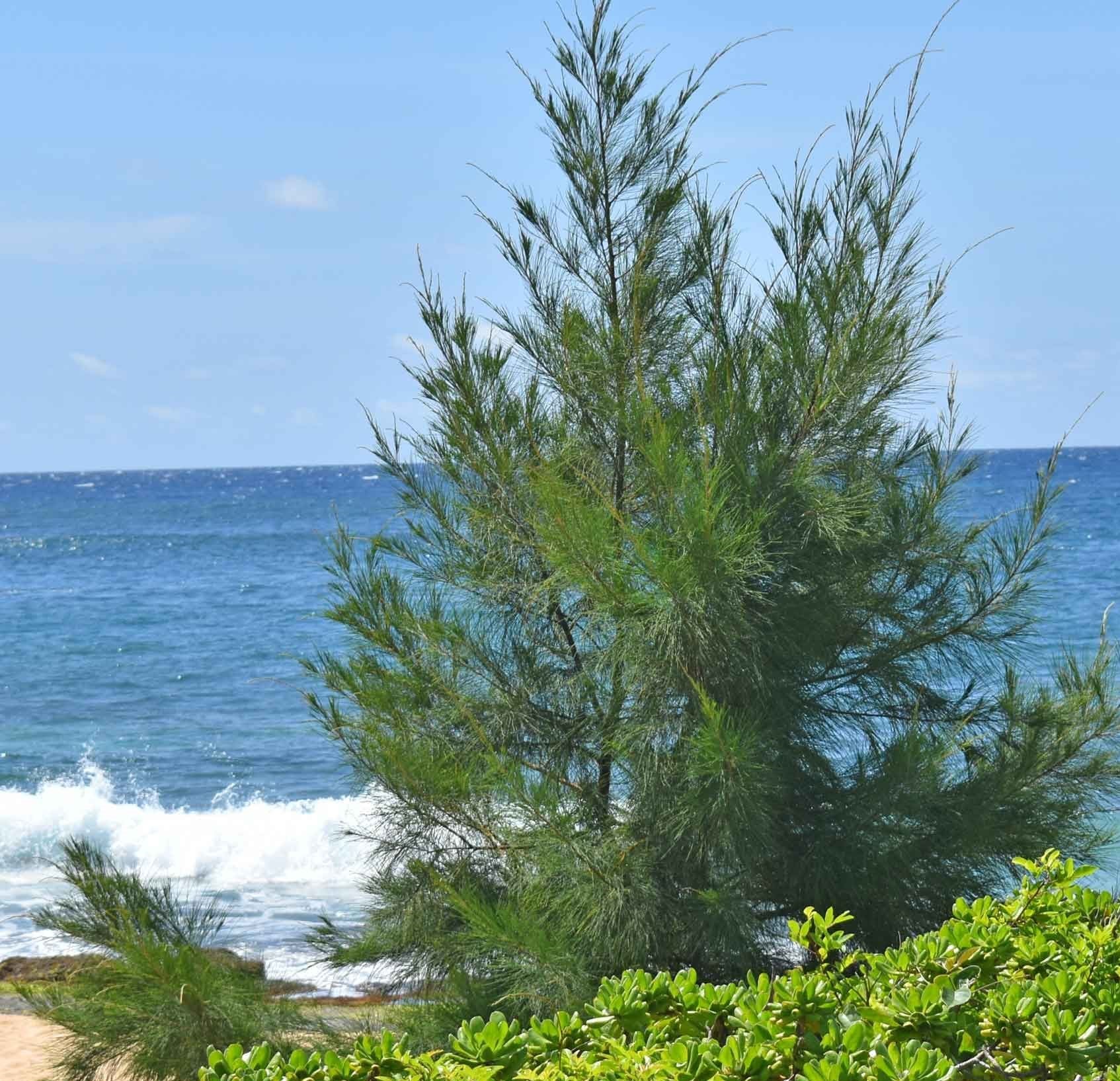 Casuarina equisetifolia  (The Australian pine tree)