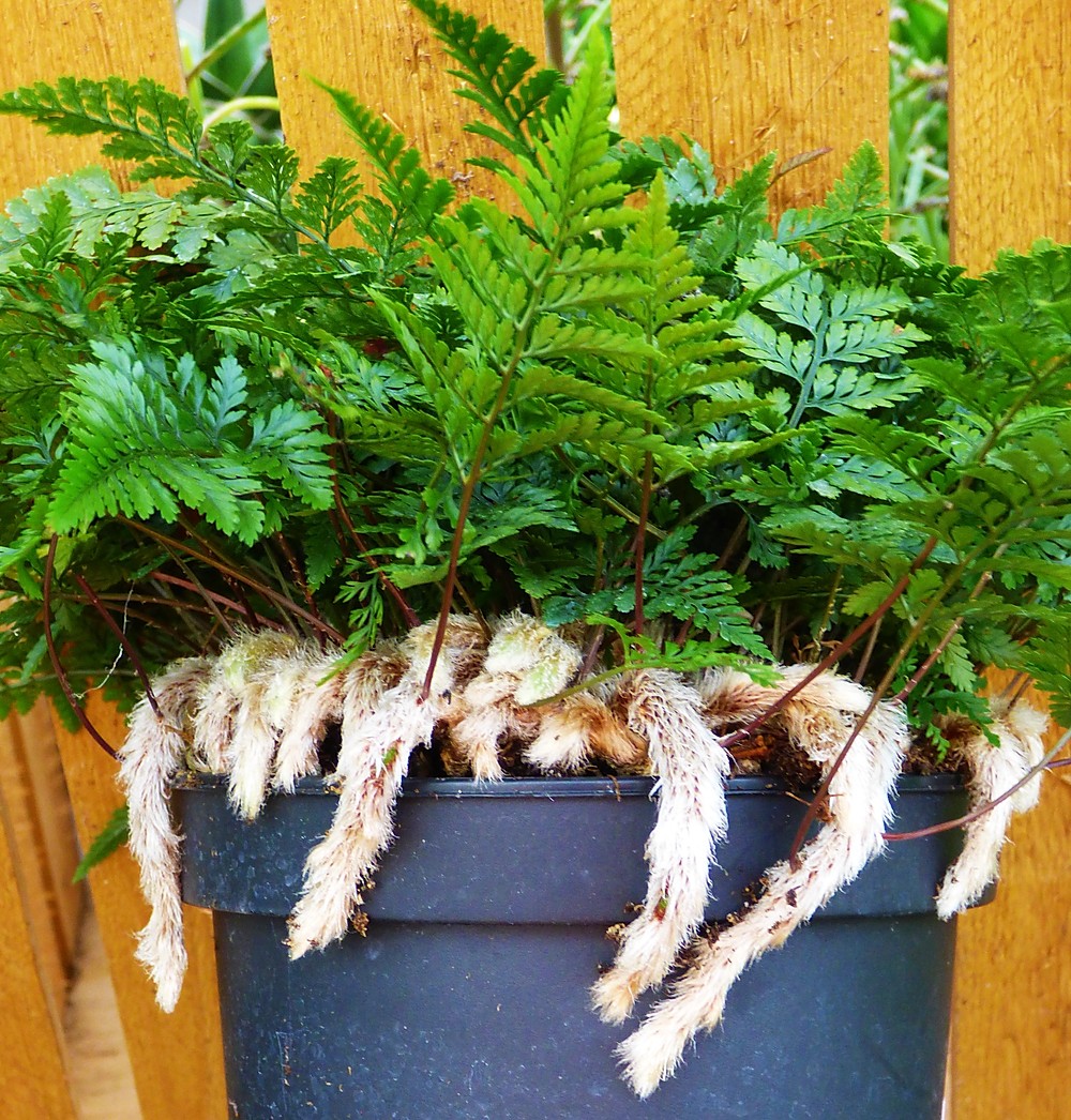 Davallia tyermanni (White Hare's Foot Fern)