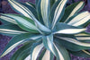 Agave-attenuata-variegated (Foxtail, Lion's tail or Swan's Neck Agave)