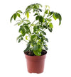 Schefflera actinophylla (umbrella tree)