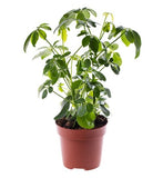 Schefflera actinophylla (umbrella tree)
