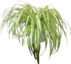 Chlorophytum Comosum Atlantic (the spider plant)