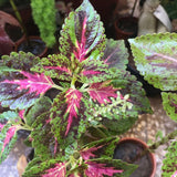 Coleus scutellarioides-Coleus flower seeds-Italy