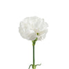 Carnation  Dianthus caryophllus  (flower of love)