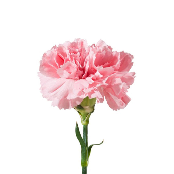 Carnation  Dianthus caryophllus  (flower of love)