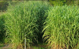 PANICUM MAXIMUM( Guinea grass, buffalo grass, green panic grass) seeds  perennial bunch grass used as forage - Agrimax group S.L- Spain