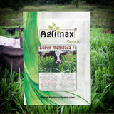 PANICUM MAXIMUM( Guinea grass, buffalo grass, green panic grass) seeds  perennial bunch grass used as forage - Agrimax group S.L- Spain