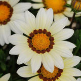 Gazania linearis  (treasure flower) - summer annuals