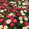 Bellis perennis-Double daisy flower seeds-Italy