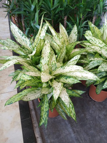 Dieffenbachia vesuvius