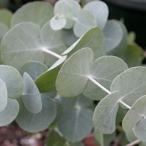 Eucalyptus true blue bulk geenery