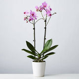 Phalaenopsis mix ( Moth orchids)