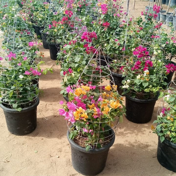 Bougainvillea pyramidal Fram mix colors