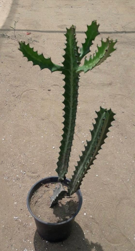 Cereus jamacaru (mandacaru, cardeiro)