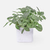 Fittonia albivenis (White Nerve Plant, Mosaic Plant)