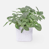 Fittonia albivenis (White Nerve Plant, Mosaic Plant)
