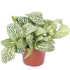 Fittonia albivenis (White Nerve Plant, Mosaic Plant)