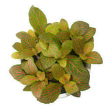 Fittonia albivenis (White Nerve Plant, Mosaic Plant)