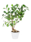 Ficus ginseng (Chinese Banyan, the Curtain Fig)